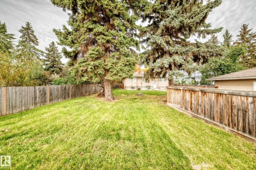 Expansive grassy yard with mature evergreen trees and a wood privacy fence - 10715 133 Street Nw, Edmonton, AB 