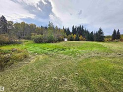 Expansive green lawn with a small shed and mature evergreen trees - 