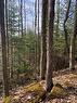 Lot 31 8Th Concession B, Grey Highlands, ON 