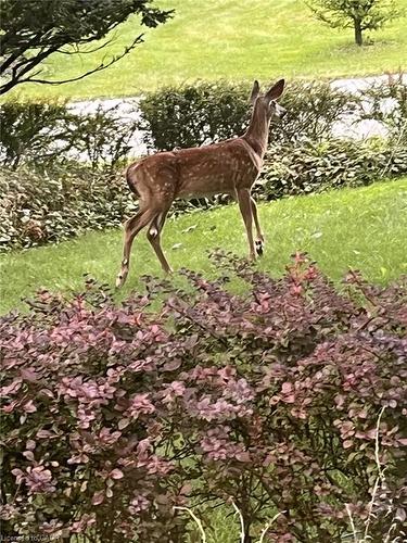 132 Hillcrest Avenue, Flamborough, ON - Outdoor