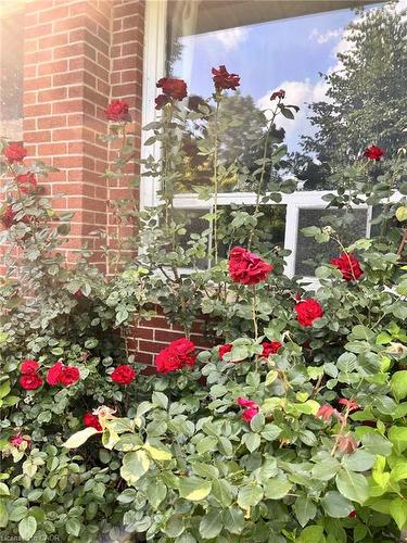 132 Hillcrest Avenue, Flamborough, ON - Outdoor