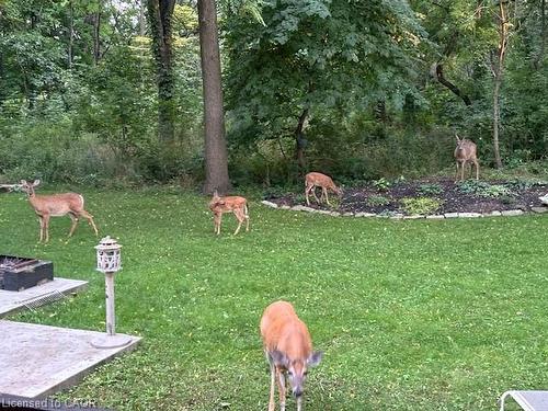 16 Freeland Court, Hamilton, ON - Outdoor