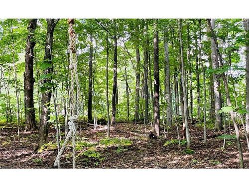 234 Canrobert Street, Eugenia, ON - Outdoor