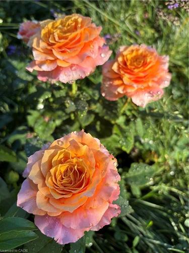 139 Campbell Avenue W, Campbellville, ON - Outdoor