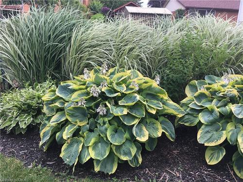 Lower-11 Wordsworth Place, Kitchener, ON - 