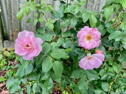 6 Adler Avenue, Hamilton, ON - Outdoor With View