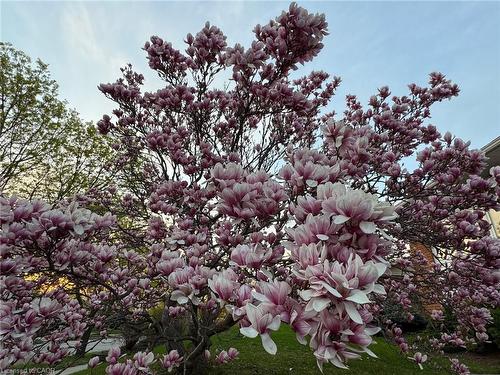 212 Winfield Avenue, Waterloo, ON - Outdoor