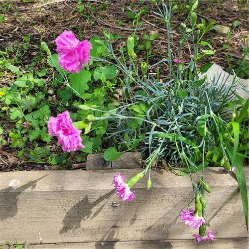 81 Strathcona Avenue, Brantford, ON - Outdoor