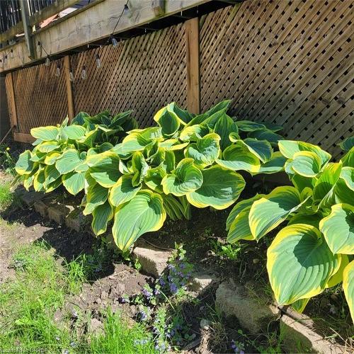 81 Strathcona Avenue, Brantford, ON - Outdoor