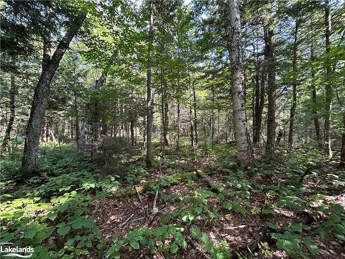 Lot 31 & 33 Concession 7 Concession 7 Road, Sprucedale, ON 