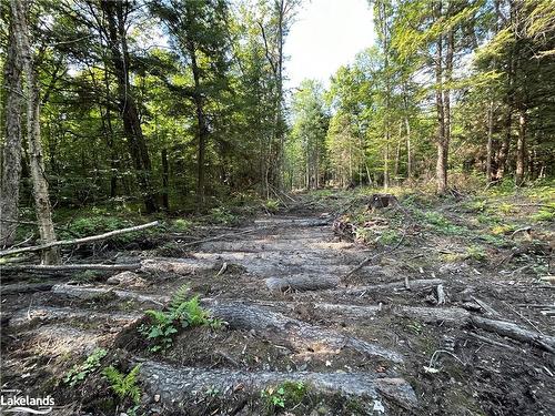 Lot 31 & 33 Concession 7 Concession 7 Road, Sprucedale, ON 