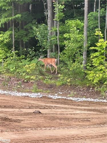 275 Daffodil Court, Gravenhurst, ON - Outdoor With View