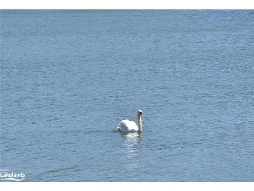 12 Cranberry Surf, Collingwood, ON - Outdoor With Body Of Water