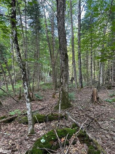 Part Lot 11 Hurdville Road, Mcdougall, ON 