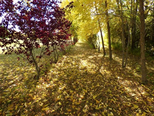 13164 Lakeland Drive, Lac La Biche, AB - Outdoor