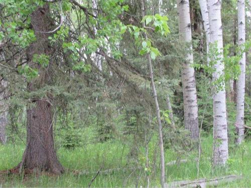 Cow Creek Road, Rural Clearwater County, AB 