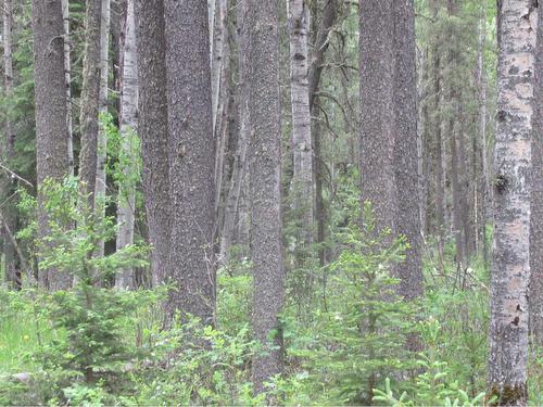 Cow Creek Road, Rural Clearwater County, AB 