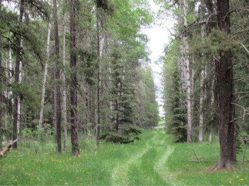 Cow Creek Road, Rural Clearwater County, AB 