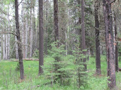 Cow Creek Road, Rural Clearwater County, AB 