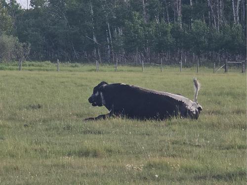 On Range Road 11, Rural Red Deer County, AB 