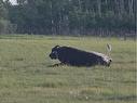 On Range Road 11, Rural Red Deer County, AB 