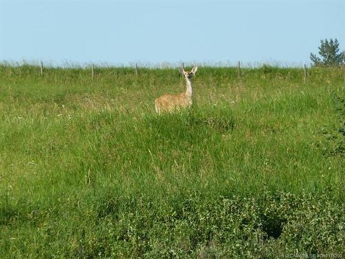 10-420069 Range Road 284, Rural Ponoka County, AB 