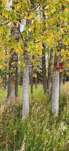 None, Rural Clearwater County, AB 