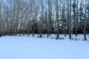 On Township Road 424, Rural Ponoka County, AB 