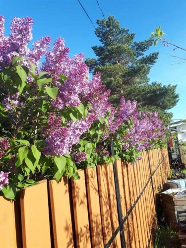 2124 20 Street, Delburne, AB 