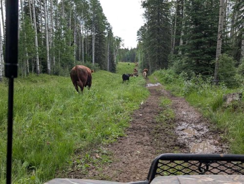 8 Range Road, Rocky Mountain House, AB 