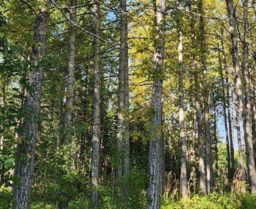 Range Road 6.2, Rural Clearwater County, AB 