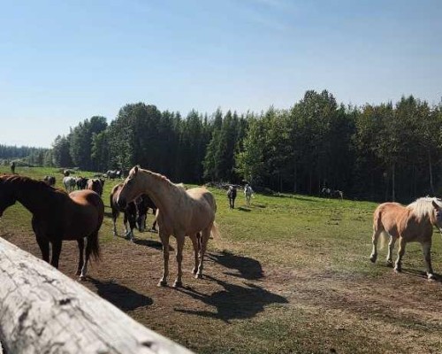 Range Road 6.2, Rural Clearwater County, AB 
