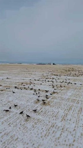 13971 15 Street Ne, Calgary, AB 