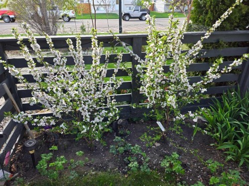 85 Kendrew Drive, Red Deer, AB - 