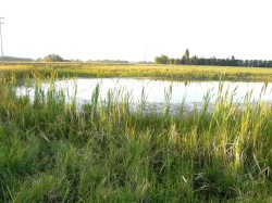 394075 Range Road 5-5  Rural Clearwater County, AB T0M 1H0