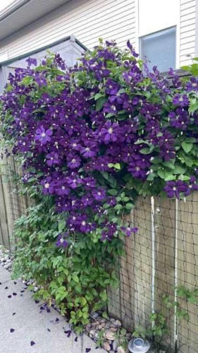 93 Dowler Street, Red Deer, AB - Outdoor