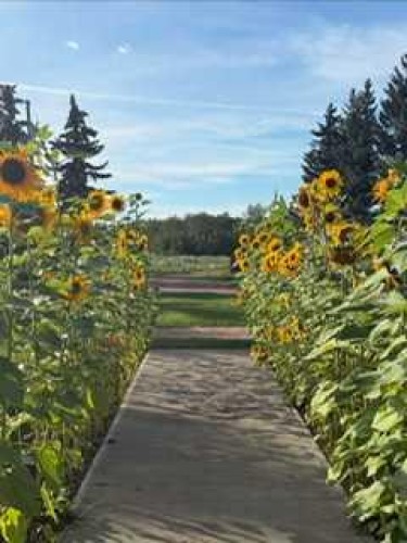 19252 462 Township, Rural Camrose County, AB - Outdoor With View