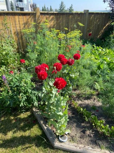 7135 Henner'S Road, Lacombe, AB - Outdoor