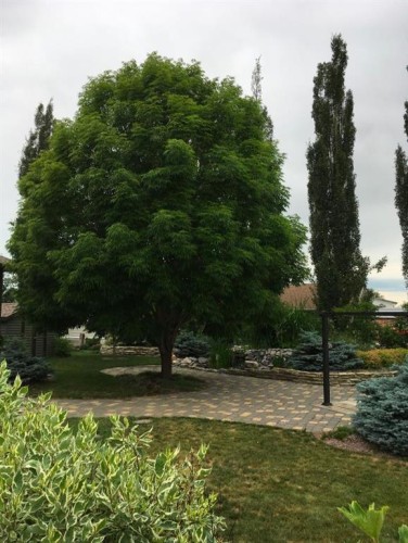 5404 49A Avenue, Alix, AB - Outdoor With View