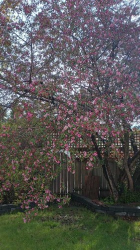 44 Norwest Close, Red Deer, AB - Outdoor