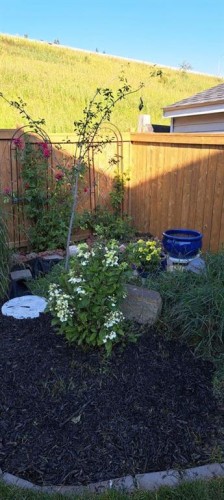 65 Macewan Ridge Circle Nw, Calgary, AB - Outdoor