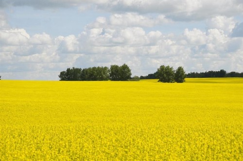 1,085 Acres, Two Hills, AB 