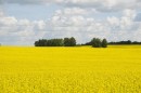 1,085 Acres, Two Hills, AB 