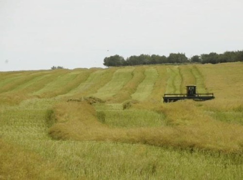 1,085 Acres, Two Hills, AB 