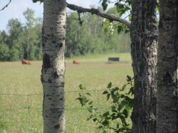 Bingley Road  Rural Clearwater County, AB T4T 1A9