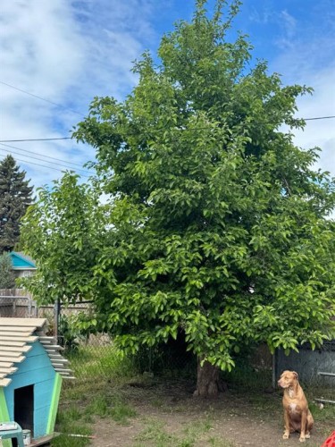 4203 106 Avenue, Edmonton, AB 