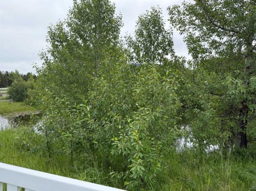 331 Elizabeth Avenue, Nordegg, AB 