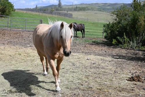 7404 Rge Rd 3-0, Rural Pincher Creek No. 9, M.D. Of, AB - Outdoor With View