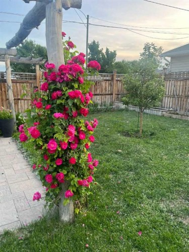 248 Crescent Avenue North, Picture Butte, AB - Outdoor