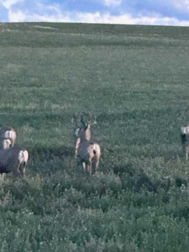 Twp Rd 53A Range Rd 222, Magrath, AB 